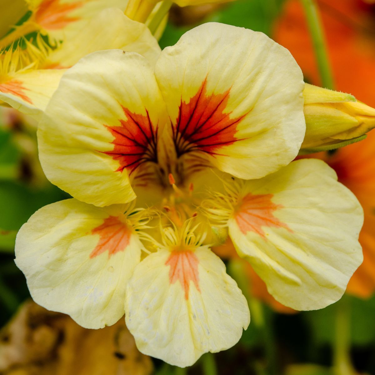 Nasturtium- Peach Melba